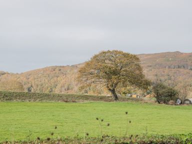 A tree in a green field with hills in the background at Mountain View in Conwy
