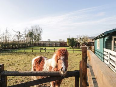 A fenced outdoor area with a brown and white pony next to a wooden gate near a green building at The Log Cabin in Bushton near Royal Wootton Bassett