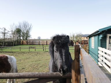 A black pony standing behind a wooden fence near a teal building in a grassy fenced area at The Log Cabin in Bushton near Royal Wootton Bassett