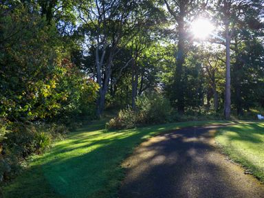 A pathway winding through trees with sunlight at Bluebell Lodge Saltburn-by-the-Sea