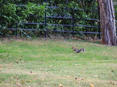 A squirrel on the grass near a fence at Bluebell Lodge Saltburn-by-the-Sea