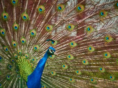 A peacock displaying its feathers at Violet Lodge in Saltburn-by-the-Sea