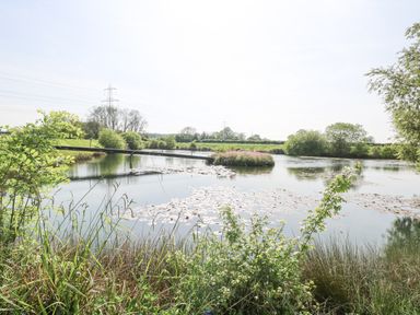 A pond with water lilies an island with plants and trees in the background at Lyons Green in Little Fransham near Swaffham