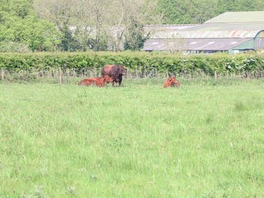 A field with three cows and a hedge with trees and farm buildings behind at Lyons Green in Little Fransham near Swaffham