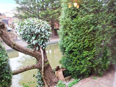A tree with dense green foliage next to a body of water and a paved area at 9 Bancroft Place in Stratford-upon-Avon