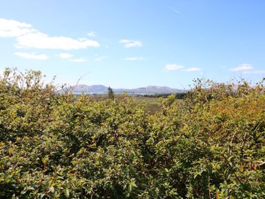 A landscape view with bushes and mountains at Fuschia Cottage, Waterville, County Kerry