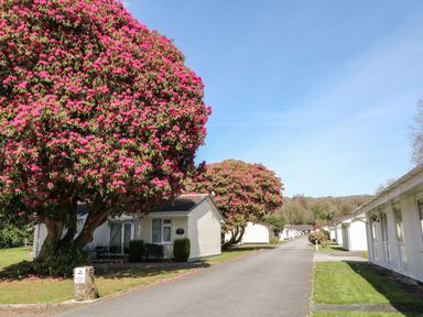 A row of small white houses with flowering trees along a paved road at 3 Rosecraddoc Lodge near Liskeard