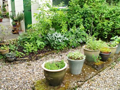 A garden area with various potted plants and greenery near a building with green doors at Lothlorien Cottage in Cwmgors near Ammanford