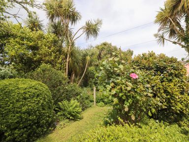 A garden with various green shrubs bushes and a single pink flower at Brendan's Cottage in Valentia Island County Kerry