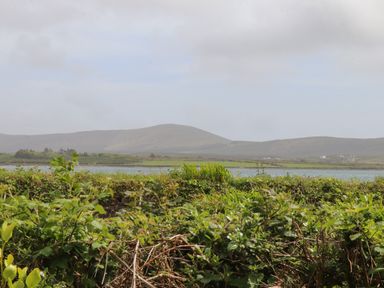 A landscape with green bushes in the foreground a body of water and hills in the background at Brendans Cottage Valentia Island County Kerry