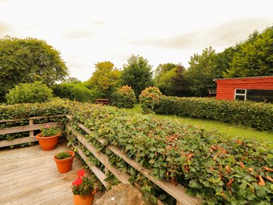A garden view with flower pots on wooden deck and a red shed in the background at The Lodge in Churchtown near Beaufort County Kerry