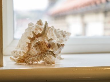 Two seashells on a windowsill with an outside view at Cairns Cottage in Whitby