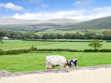 A green field with two cows grazing and hills in the background at Fell View Cottage in Bootle near Millom