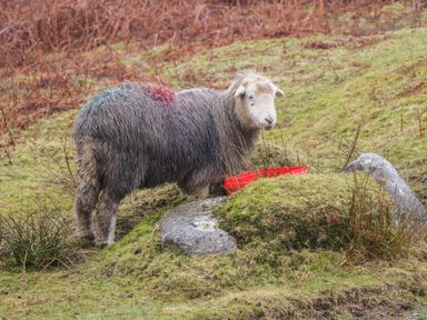 A sheep standing on grassy terrain near rocks and a red container at Winster Fields in Cartmel Fell near Windermere