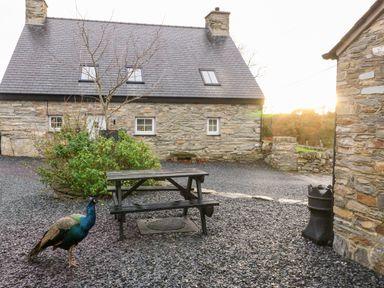 A stone house with a slate roof a wooden picnic table a peacock and gravel ground at Garth Morthin The Barn in Porthmadog