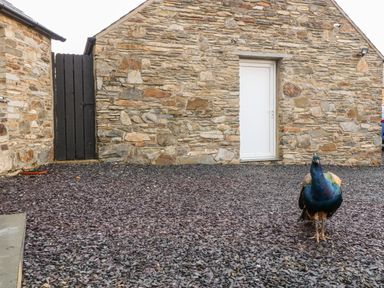 A peacock standing on a gravel surface outside a stone building with a white door and black gate at Garth Morthin The Stables in Porthmadog