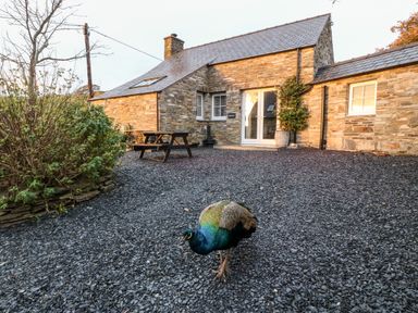 A stone house with a grey slate roof and a peacock walking on a gravel patio at Garth Morthin The Stables in Porthmadog