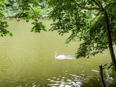 A swan swimming in a river with trees and foliage overhanging the water at Wye Valley Cottage in Symonds Yat