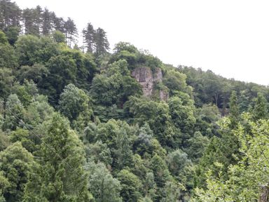 A forested hillside with a rocky cliff partially covered by trees at Wye Valley Cottage in Symonds Yat