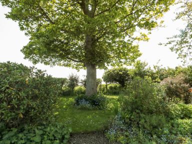 A garden with a large tree surrounded by bushes and flowering plants at Orchard Lodge in Warkworth