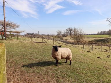 A sheep standing on a grassy field with a fence and trees in the background at The Bothy in Lowick near Holy Island