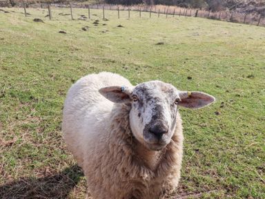 A sheep standing on grass in a fenced pasture at The Bothy in Lowick near Holy Island