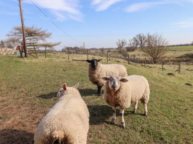 Three sheep standing on a grassy field with trees and fencing in the background at The Bothy in Lowick near Holy Island