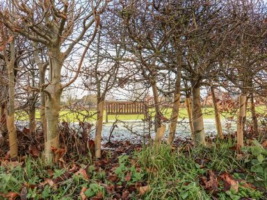 A row of trees with protective coverings on their trunks and a wooden bench in a grassy field at 28 Oxborough in Oxborough