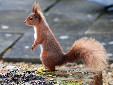 A red squirrel standing on a mossy brick surface outdoors