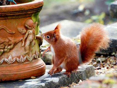 A red squirrel standing on a stone surface near a decorated terracotta plant pot outdoors