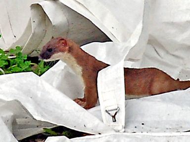 A small brown and white animal among white fabric outdoors at The Springs in Ashey near Brading and Ryde