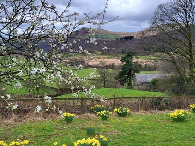 A rural landscape with blooming white tree branches daffodils green fields a stone building and hills in the background at High Kiln Bank Cottage in Seathwaite Duddon Valley