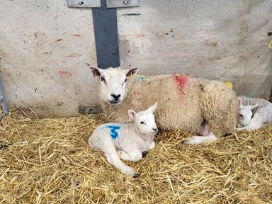 A ewe with two lambs lying on straw inside a barn at High Kiln Bank Cottage in Seathwaite Duddon Valley