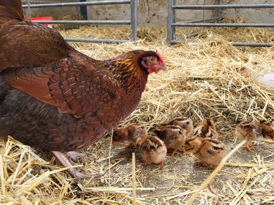 A hen with several chicks on straw inside an enclosure