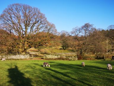 A grassy field with four sheep grazing near a stone wall and leafless trees at High Kiln Bank Cottage in Seathwaite Duddon Valley
