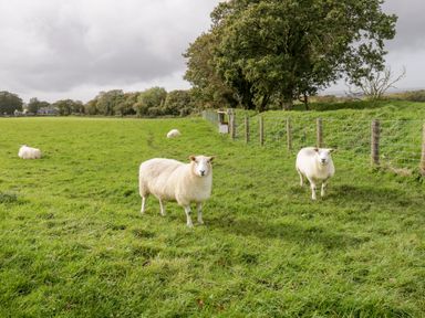 A field with four sheep and a fence along the right side with trees in the background at Lavender Cottage in Caeathro near Caernarfon