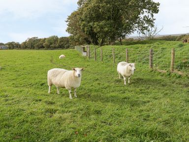 A green field with sheep and a wire fence with trees in the background at Bluebell Cottage in Caeathro near Caernarfon