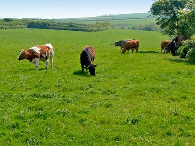 A grassy field with cows grazing and trees in the background at Foxglove Cottage in Little Haven near Haverfordwest