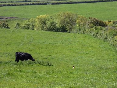 A grassy field with a black cow grazing near trees and hedges in the background