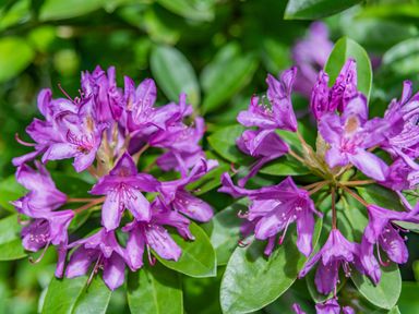 Clusters of purple flowers with green leaves in a garden