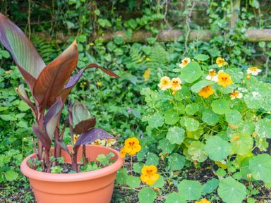 A potted plant with large purple leaves next to a garden bed with orange and yellow flowering plants in a garden