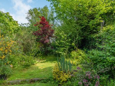A garden with various green plants trees and flowers at Endymion in Linwood near Ringwood New Forest