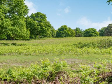 A grassy field with small plants and trees in the background under a blue sky at Endymion in Linwood near Ringwood New Forest