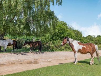 Horses standing on grass and gravel path under a tree with dense greenery and blue sky in the background at Endymion in Linwood near Ringwood New Forest