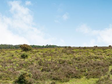 A grass field with scattered bushes and trees in the background under a blue sky at Endymion in Linwood near Ringwood New Forest
