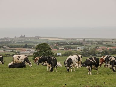 A field of cows grazing and resting with a village and sea in the background at Barn Cottage in High Normanby near Robin Hood's Bay