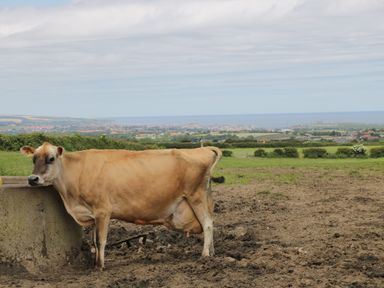 A brown cow standing next to a concrete block in a muddy field with a town and sea in the background at Barn Cottage in High Normanby near Robin Hood's Bay
