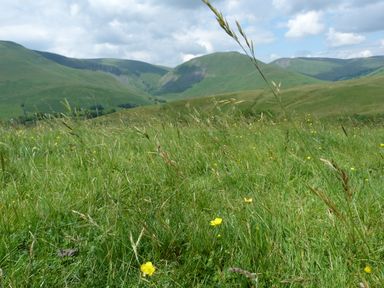 A grassy field with yellow wildflowers and hills in the background at Bramble Cottage in Sedbergh