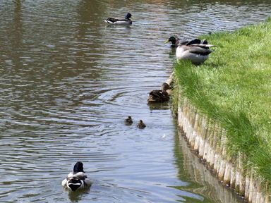 Several ducks swimming in and near a body of water beside a grassy bank at Rosewaters Cottage in Astley Burf near Stourport-on-Severn