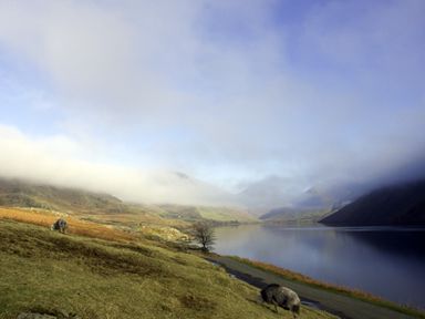 A lakeside landscape with grassy hills fog covering distant mountains and two sheep grazing at William Court Cottage in Irton Hall near Wastwater